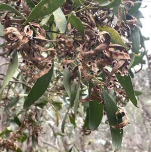 Acacia melanoxylon at Deua National Park (CNM area) - 2 Mar 2024