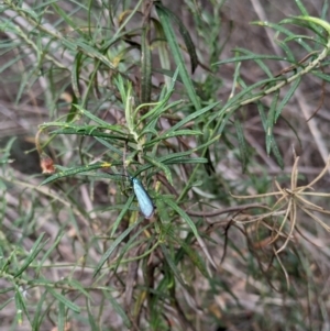 Pollanisus (genus) at Hackett, ACT - 2 Mar 2024