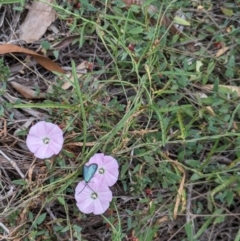 Pollanisus (genus) at Hackett, ACT - 2 Mar 2024