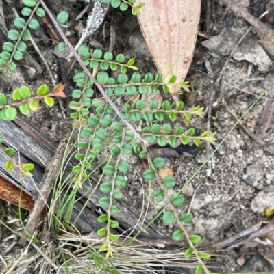 Bossiaea buxifolia (Matted Bossiaea) at Ballalaba, NSW - 2 Mar 2024 by JaneR