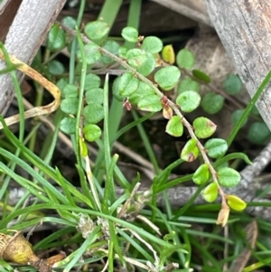 Bossiaea buxifolia at QPRC LGA - 2 Mar 2024