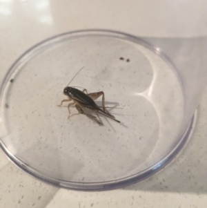 Gryllidae (family) at Hackett, ACT - 2 Mar 2024