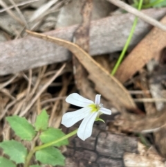 Lobelia purpurascens (White Root) at Ballalaba, NSW - 2 Mar 2024 by JaneR