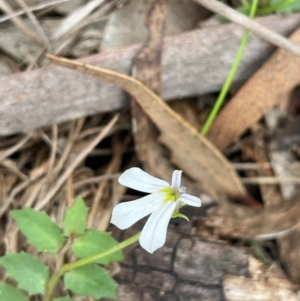 Lobelia purpurascens at QPRC LGA - 2 Mar 2024