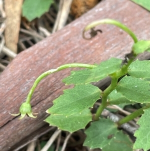 Lobelia purpurascens at QPRC LGA - 2 Mar 2024