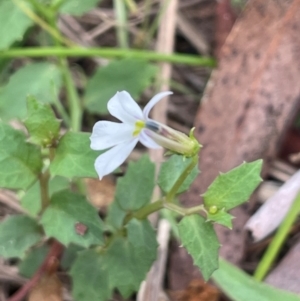 Lobelia purpurascens at QPRC LGA - 2 Mar 2024