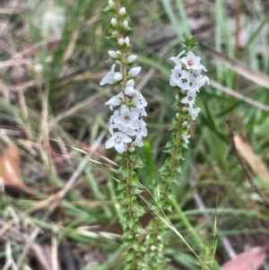 Epacris gunnii at QPRC LGA - 2 Mar 2024