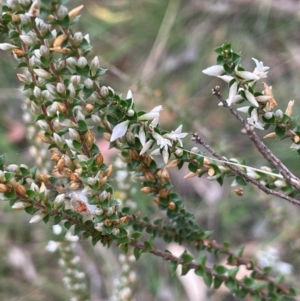 Epacris gunnii at QPRC LGA - 2 Mar 2024