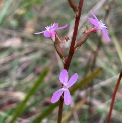 Stylidium graminifolium (grass triggerplant) at QPRC LGA - 2 Mar 2024 by JaneR