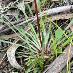 Stylidium graminifolium at QPRC LGA - 2 Mar 2024