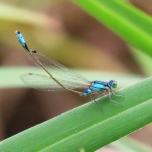 Ischnura heterosticta at Stranger Pond - 2 Mar 2024 12:28 PM