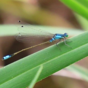 Ischnura heterosticta at Stranger Pond - 2 Mar 2024 12:28 PM