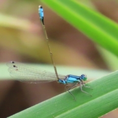 Ischnura heterosticta at Stranger Pond - 2 Mar 2024 12:28 PM