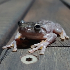 Litoria peronii at Rugosa - 2 Mar 2024