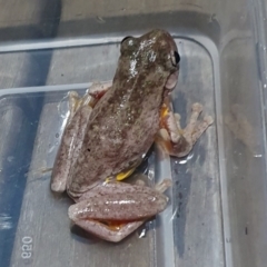 Litoria peronii at Rugosa - 2 Mar 2024