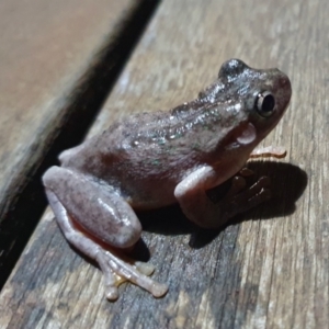 Litoria peronii at Rugosa - 2 Mar 2024