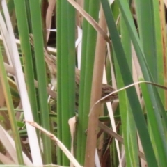 Poodytes gramineus (Little Grassbird) at Stranger Pond - 2 Mar 2024 by RodDeb