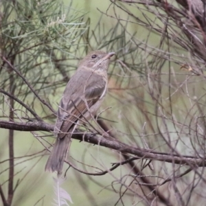 Pachycephala pectoralis at Stranger Pond - 2 Mar 2024