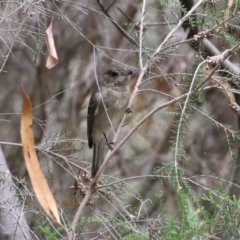 Pachycephala pectoralis at Stranger Pond - 2 Mar 2024