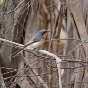 Myiagra cyanoleuca at Stranger Pond - 2 Mar 2024 12:29 PM