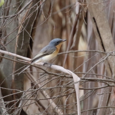 Myiagra cyanoleuca (Satin Flycatcher) at Stranger Pond - 2 Mar 2024 by RodDeb