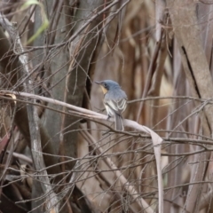 Myiagra cyanoleuca at Stranger Pond - 2 Mar 2024 12:29 PM