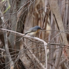 Myiagra cyanoleuca at Stranger Pond - 2 Mar 2024 12:29 PM