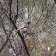 Myiagra cyanoleuca at Stranger Pond - 2 Mar 2024 12:29 PM