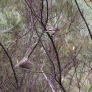 Myiagra cyanoleuca at Stranger Pond - 2 Mar 2024 12:29 PM