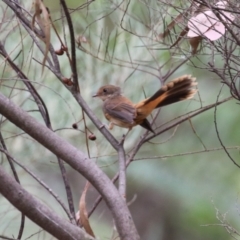 Rhipidura rufifrons (Rufous Fantail) at Bonython, ACT - 2 Mar 2024 by RodDeb