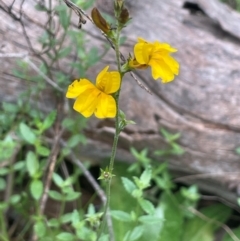 Goodenia bellidifolia subsp. bellidifolia (Daisy Goodenia) at Ballalaba, NSW - 2 Mar 2024 by JaneR