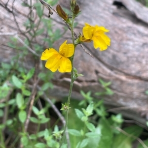 Goodenia bellidifolia subsp. bellidifolia at QPRC LGA - 2 Mar 2024