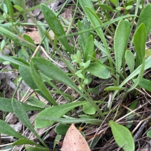 Goodenia bellidifolia subsp. bellidifolia at QPRC LGA - 2 Mar 2024