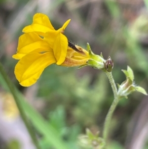 Goodenia bellidifolia subsp. bellidifolia at QPRC LGA - 2 Mar 2024 02:56 PM