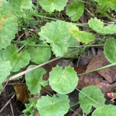 Centella asiatica (Pennywort, Centella, Indian Pennywort) at Ballalaba, NSW - 2 Mar 2024 by JaneR