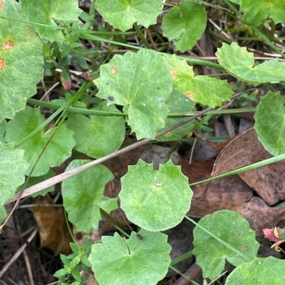 Centella asiatica (Pennywort, Centella, Indian Pennywort) at Ballalaba, NSW - 2 Mar 2024 by JaneR