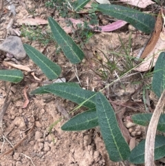 Hardenbergia violacea (False Sarsaparilla) at Deua National Park (CNM area) - 2 Mar 2024 by JaneR