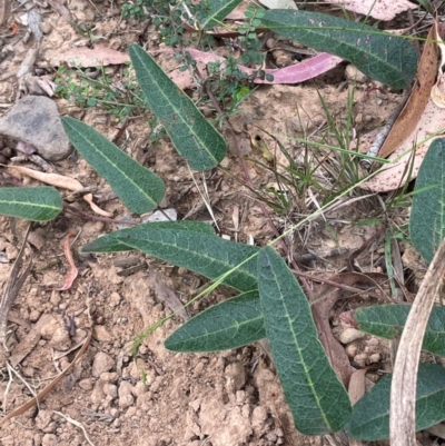 Hardenbergia violacea (False Sarsaparilla) at Deua National Park (CNM area) - 2 Mar 2024 by JaneR