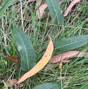 Hardenbergia violacea at QPRC LGA - 2 Mar 2024