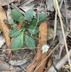 Lagenophora gracilis at QPRC LGA - 2 Mar 2024