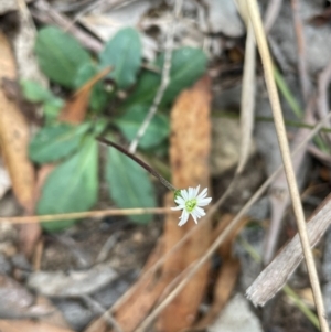 Lagenophora gracilis at QPRC LGA - 2 Mar 2024