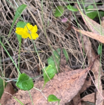 Goodenia hederacea subsp. hederacea (Ivy Goodenia, Forest Goodenia) at Ballalaba, NSW - 2 Mar 2024 by JaneR