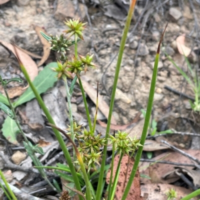 Juncus fockei (A Rush) at Ballalaba, NSW - 2 Mar 2024 by JaneR