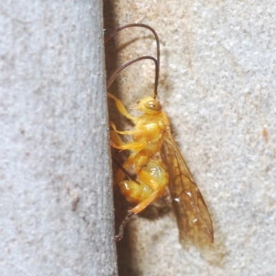 Ichneumonoidea (Superfamily) (A species of parasitic wasp) at Mulligans Flat - 28 Feb 2024 by Harrisi