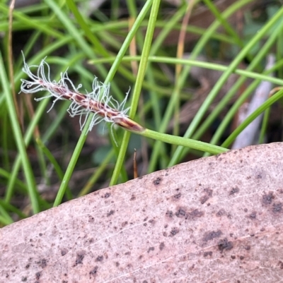 Eleocharis atricha (Tuber Spikerush) at Ballalaba, NSW - 2 Mar 2024 by JaneR