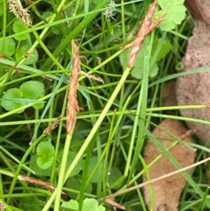 Eleocharis atricha at QPRC LGA - 2 Mar 2024