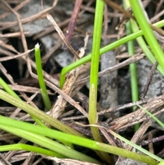 Eleocharis atricha at QPRC LGA - 2 Mar 2024 03:19 PM