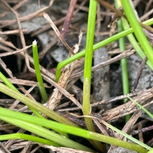 Eleocharis atricha at QPRC LGA - 2 Mar 2024