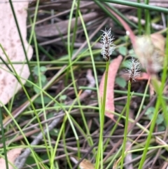 Eleocharis atricha at QPRC LGA - 2 Mar 2024 03:19 PM