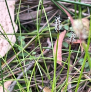 Eleocharis atricha at QPRC LGA - 2 Mar 2024